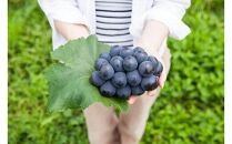 【限定数800セット】ニューピオーネ&nbsp;2kg&nbsp;3～6房（ご家庭用）【岡山&nbsp;ピオーネ&nbsp;大粒&nbsp;ぶどう&nbsp;葡萄&nbsp;果物&nbsp;フルーツ&nbsp;甘い&nbsp;おいしい&nbsp;人気&nbsp;おすすめ&nbsp;岡山県産&nbsp;家庭用&nbsp;新鮮