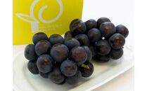オーロラブラック1.2kg（ご家庭用）【数量限定200セット】【ぶどう&nbsp;葡萄&nbsp;フルーツ&nbsp;果物&nbsp;おすすめ&nbsp;人気&nbsp;岡山県産&nbsp;数量限定&nbsp;新鮮】