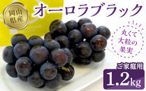 オーロラブラック1.2kg（ご家庭用）【数量限定200セット】【ぶどう 葡萄 フルーツ 果物 おすすめ 人気 岡山県産 数量限定 新鮮】