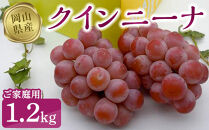 クインニーナ1.2kg（ご家庭用）【数量限定200セット】【ぶどう 葡萄 フルーツ 果物 おすすめ 人気 岡山県産 数量限定 新鮮】
