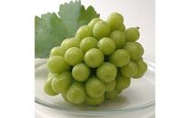 シャインマスカット 1房 約500g【数量限定300セット】【シャインマスカット シャイン マスカット 葡萄 ぶどう フルーツ 果物 数量限定 岡山県 おすすめ 人気 新鮮】