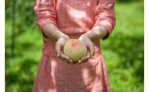 おかやまの白桃1.8kg&nbsp;7～9玉（ご家庭用）【数量限定300セット】岡山&nbsp;もも&nbsp;桃&nbsp;白桃&nbsp;果物&nbsp;フルーツ&nbsp;甘い&nbsp;おいしい&nbsp;人気&nbsp;おすすめ&nbsp;岡山県