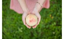 おかやまの白桃1.8kg&nbsp;7～9玉（ご家庭用）【数量限定300セット】岡山&nbsp;もも&nbsp;桃&nbsp;白桃&nbsp;果物&nbsp;フルーツ&nbsp;甘い&nbsp;おいしい&nbsp;人気&nbsp;おすすめ&nbsp;岡山県