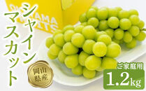 ご家庭用シャインマスカット1.2kg（2～3房）【数量限定300セット】【シャインマスカット マスカット シャイン ぶどう 葡萄 フルーツ 果物 おすすめ 人気 岡山県産 数量限定 新鮮】