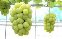 桃太郎ぶどう 1.3kg 【限定300セット】【瀬戸ジャイアンツ マスカット 葡萄 ぶどう フルーツ 果物 数量限定 岡山県 おすすめ 人気 新鮮】