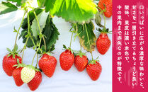 晴苺（はれいちご）約950g（450g×2）【数量限定50セット】【岡山県産 苺 晴れ いちご フルーツ 果物 くだもの 新鮮 おすすめ 人気】