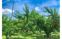 清水白桃 5 玉（約1.3kg）【数量限定500セット】【白桃 桃 もも フルーツ 果物 数量限定 岡山県 おすすめ 人気 新鮮】