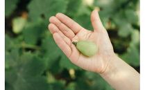 マスカットジパング&nbsp;1kg【数量限定100セット】【シャインマスカット&nbsp;マスカット&nbsp;シャイン&nbsp;ぶどう&nbsp;葡萄&nbsp;フルーツ&nbsp;果物&nbsp;おすすめ&nbsp;人気&nbsp;岡山県産&nbsp;数量限定&nbsp;新鮮】