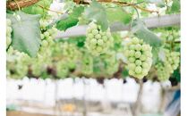 マスカットジパング&nbsp;1kg【数量限定100セット】【シャインマスカット&nbsp;マスカット&nbsp;シャイン&nbsp;ぶどう&nbsp;葡萄&nbsp;フルーツ&nbsp;果物&nbsp;おすすめ&nbsp;人気&nbsp;岡山県産&nbsp;数量限定&nbsp;新鮮】