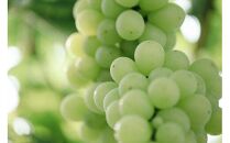 マスカットジパング&nbsp;1kg【数量限定100セット】【シャインマスカット&nbsp;マスカット&nbsp;シャイン&nbsp;ぶどう&nbsp;葡萄&nbsp;フルーツ&nbsp;果物&nbsp;おすすめ&nbsp;人気&nbsp;岡山県産&nbsp;数量限定&nbsp;新鮮】