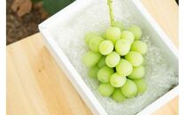 マスカットジパング&nbsp;1kg【数量限定100セット】【シャインマスカット&nbsp;マスカット&nbsp;シャイン&nbsp;ぶどう&nbsp;葡萄&nbsp;フルーツ&nbsp;果物&nbsp;おすすめ&nbsp;人気&nbsp;岡山県産&nbsp;数量限定&nbsp;新鮮】