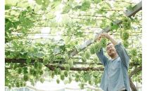 マスカットジパング&nbsp;1kg【数量限定100セット】【シャインマスカット&nbsp;マスカット&nbsp;シャイン&nbsp;ぶどう&nbsp;葡萄&nbsp;フルーツ&nbsp;果物&nbsp;おすすめ&nbsp;人気&nbsp;岡山県産&nbsp;数量限定&nbsp;新鮮】