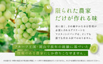 【先行予約】マスカットジパング&nbsp;1kg【数量限定100セット】【シャインマスカット&nbsp;マスカット&nbsp;シャイン&nbsp;ぶどう&nbsp;葡萄&nbsp;フルーツ&nbsp;果物&nbsp;おすすめ&nbsp;人気&nbsp;岡山県産&nbsp;数量限定&nbsp;新鮮】