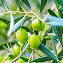 エキストラバージン＆ピュアオリーブオイル300ml&nbsp;3種セット