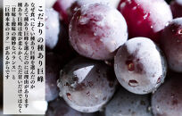 冷凍&nbsp;種あり&nbsp;巨峰&nbsp;約500g&nbsp;秀優混合&nbsp;サイズミックス&nbsp;和歌山県産&nbsp;産地直送&nbsp;ぶどう&nbsp;クール便&nbsp;&nbsp;【みかんの会】