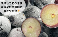 冷凍&nbsp;種あり&nbsp;巨峰&nbsp;約500g&nbsp;秀優混合&nbsp;サイズミックス&nbsp;和歌山県産&nbsp;産地直送&nbsp;ぶどう&nbsp;クール便&nbsp;&nbsp;【みかんの会】