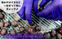 冷凍&nbsp;種あり&nbsp;巨峰&nbsp;約1kg&nbsp;秀優混合&nbsp;サイズミックス&nbsp;和歌山県産&nbsp;産地直送&nbsp;ぶどう&nbsp;クール便&nbsp;&nbsp;【みかんの会】
