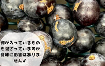 冷凍&nbsp;種あり&nbsp;巨峰&nbsp;約1kg&nbsp;秀優混合&nbsp;サイズミックス&nbsp;和歌山県産&nbsp;産地直送&nbsp;ぶどう&nbsp;クール便&nbsp;&nbsp;【みかんの会】