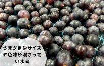 冷凍&nbsp;種あり&nbsp;巨峰&nbsp;約1kg&nbsp;秀優混合&nbsp;サイズミックス&nbsp;和歌山県産&nbsp;産地直送&nbsp;ぶどう&nbsp;クール便&nbsp;&nbsp;【みかんの会】