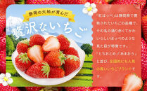 【2026年出荷の先行予約】2Lサイズ　 静岡いちご「紅ほっぺ」40粒　総重量約600ｇ　【20粒（約300ｇ）×2トレイ】 数量限定　人気　リピート多数