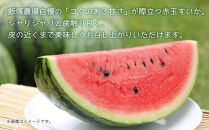 【先行受付】 八色原産 赤玉すいか 小玉 2玉 スイカ 赤肉 西瓜 果物 フルーツ 旬 希少 貴重 甘い 国産 産地直送 ギフト 贈答 自家用 常温 お取り寄せ 送料無料 飯塚農場 新潟県 南魚沼市