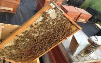 椿農園で採れた椿はちみつ【200ｇ×3本】ギフト箱入り