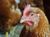 ☆放し飼い自然卵「歩荷」40個入箱