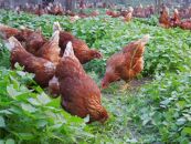 ☆放し飼い自然卵「歩荷」40個入箱