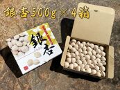 銀杏 祖父江のぎんなん 2kg ( 500g × 4箱 ) 大粒 光田農園