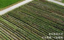 バラ苗2年大株苗　６号鉢入り　1株