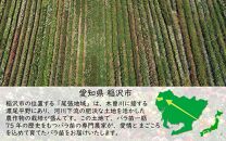 バラ苗2年大株苗　６号鉢入り　1株