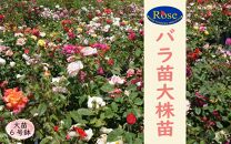 バラ苗2年大株苗　６号鉢入り　1株