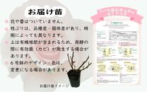 バラ苗2年大株苗　６号鉢入り　1株
