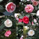 ☆究極の咲き分け椿「七曜変化」6号鉢接木開花見込み苗