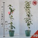 ☆究極の咲き分け椿「七曜変化」6号鉢接木開花見込み苗