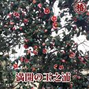 ☆椿名花「玉之浦」5号鉢開花見込み苗