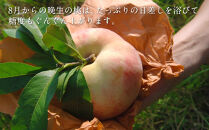 白桃大玉（晩生種）2.2kg【数量限定500セット】【白桃 桃 フルーツ 果物 数量限定 岡山県 おすすめ 人気 新鮮】