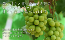 白桃とピオーネとシャインマスカットの詰合せ【数量限定300セット】【白桃&nbsp;もも&nbsp;シャインマスカット&nbsp;シャイン&nbsp;マスカット&nbsp;葡萄&nbsp;ぶどう&nbsp;フルーツ&nbsp;果物&nbsp;セット商品&nbsp;セット&nbsp;数量限定&nbsp;岡山県&nbsp;おすすめ&nbsp;人気&nbsp;新鮮】