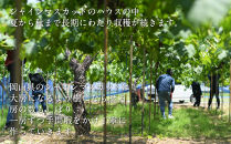 白桃とピオーネとシャインマスカットの詰合せ【数量限定300セット】【白桃&nbsp;もも&nbsp;シャインマスカット&nbsp;シャイン&nbsp;マスカット&nbsp;葡萄&nbsp;ぶどう&nbsp;フルーツ&nbsp;果物&nbsp;セット商品&nbsp;セット&nbsp;数量限定&nbsp;岡山県&nbsp;おすすめ&nbsp;人気&nbsp;新鮮】