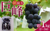 朝採り&nbsp;巨峰&nbsp;約1kg&nbsp;(2～3房)&nbsp;有田巨峰村&nbsp;大南農園　