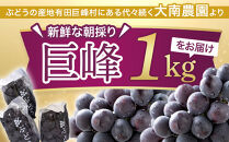 朝採り&nbsp;巨峰&nbsp;約1kg&nbsp;(2～3房)&nbsp;有田巨峰村&nbsp;大南農園　