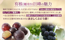 朝採り&nbsp;巨峰&nbsp;約1kg&nbsp;(2～3房)&nbsp;有田巨峰村&nbsp;大南農園　