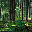 【森の力京都】キャンプ用燃料&nbsp;たっぷり5kg&nbsp;木質ペレット［&nbsp;京都&nbsp;京都産スギ100％&nbsp;国産&nbsp;アウトドア&nbsp;キャンプ&nbsp;京都ペレット&nbsp;全木&nbsp;無添加&nbsp;間伐材&nbsp;天然素材&nbsp;ペレットストーブ燃料&nbsp;人気&nbsp;おすすめ&nbsp;通販&nbsp;送料無料&nbsp;ふるさと納税&nbsp;］