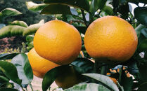 ［手選果&nbsp;訳あり］和歌山&nbsp;由良町産&nbsp;八朔&nbsp;約10kg&nbsp;サイズ混合&nbsp;ご家庭用&nbsp;［TM205］