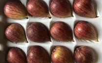 ［ハウス栽培］和歌山県産&nbsp;樹上完熟&nbsp;いちじく&nbsp;12玉入り&nbsp;★2026年8月頃より順次発送&nbsp;［TM207］