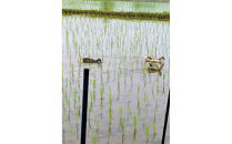 高島農場のおこげせんべい6袋【農薬不使用】