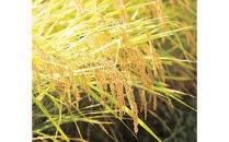 【R7年産】【定期便】南魚沼産コシヒカリ精米2kg×12回&nbsp;山本家【従来品種】