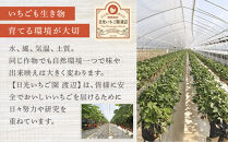 4種のいちご食べ比べ&nbsp;とちおとめ、とちあいか、スカイベリー、ミルキーベリーのAセット＜各約280ｇ＞&nbsp;｜&nbsp;いちご&nbsp;イチゴ&nbsp;苺&nbsp;食べくらべ&nbsp;セット&nbsp;日光いちご園&nbsp;渡辺&nbsp;産地直送&nbsp;産直&nbsp;栃木&nbsp;日光