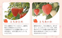 4種のいちご食べ比べ&nbsp;とちおとめ、とちあいか、スカイベリー、ミルキーベリーのAセット＜各約280ｇ＞&nbsp;｜&nbsp;いちご&nbsp;イチゴ&nbsp;苺&nbsp;食べくらべ&nbsp;セット&nbsp;日光いちご園&nbsp;渡辺&nbsp;産地直送&nbsp;産直&nbsp;栃木&nbsp;日光