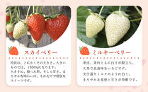 4種のいちご食べ比べ&nbsp;とちおとめ、とちあいか、スカイベリー、ミルキーベリーのAセット＜各約280ｇ＞&nbsp;｜&nbsp;いちご&nbsp;イチゴ&nbsp;苺&nbsp;食べくらべ&nbsp;セット&nbsp;日光いちご園&nbsp;渡辺&nbsp;産地直送&nbsp;産直&nbsp;栃木&nbsp;日光